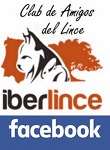 Facebook de Clube de Amigos do Lince